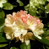 Rhododendron lachsgold: opis, otpornost na mraz, njega, recenzije